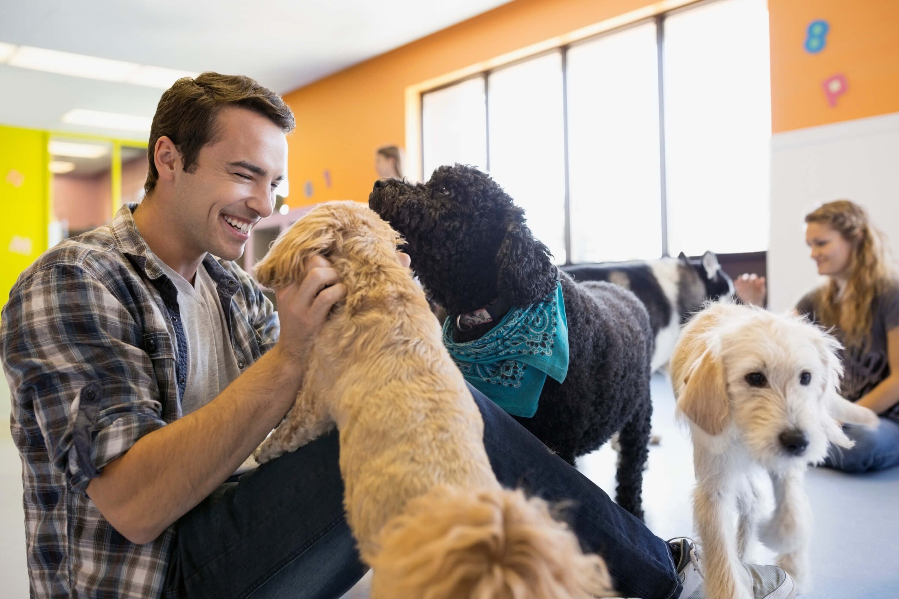 Dog walker in pet daycare centre